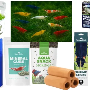 Bestpreis Neocaridina 10+1 Color Mix Set mit Moos, Deko & Futtermix